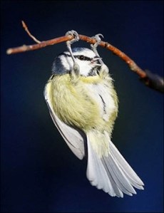 Chin up and exercise daily