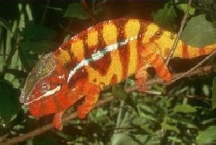 Wat ch-a-me-leon bamboozle evolution