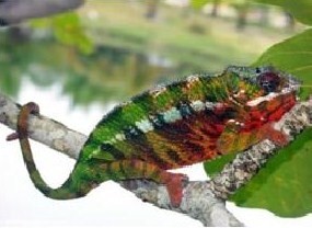 Tartan coloured Chameleon