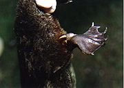 Male platypus poison spur
