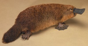 No "intermediate" fossils of Platypus exist