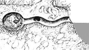 Platypus camping burrow