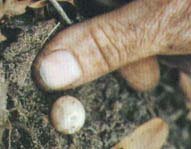 Rubbery coated platypus egg