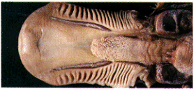 Grinding bill of Platypus jaw. Notice the engineered ribbing for crushing and elimination of debris