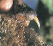 Close up of male platypus poison spur