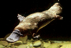 Multifaceted platypus perfectly designed and created for its environment