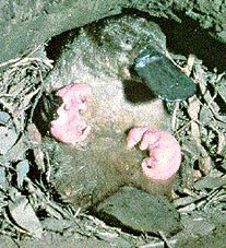 Mother platypus suckling babies