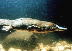 Platypus smile at evolution with a knowing smile