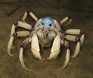 Imagine absorbing oxygen through your legs, like Soldier Crabs!