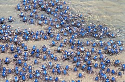 Soldier crabs on the march