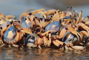 Soldier crabs enjoy family camaraderie