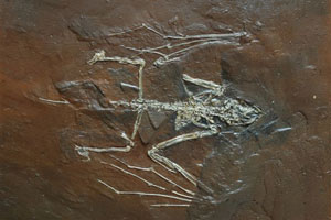 Bat fossil - Archeonycteris-trigomodon