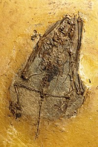 Bat fossil - Hassianycteris