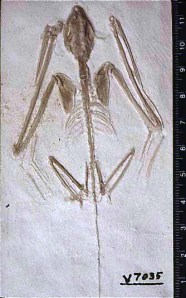 Oldest Bat Fossil - Icaronycteris