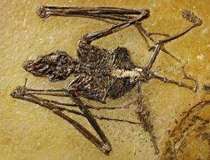 Bat fossil - Palaeochiropteryx